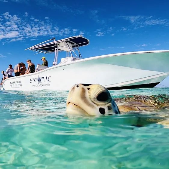 Exotic Excursions242